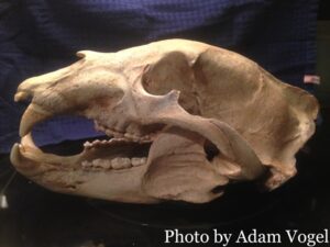 Photo of the black bear skull after drying 60 days. The black bear skull measured 1/16th of an inch bigger than the previous skull and is now the state record for black bear at 21 9/16 inches. The total weight of the black bear was 660 lbs